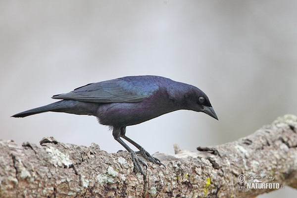 Velvet-fronted Grackle (Lampropsar tanagrinus)