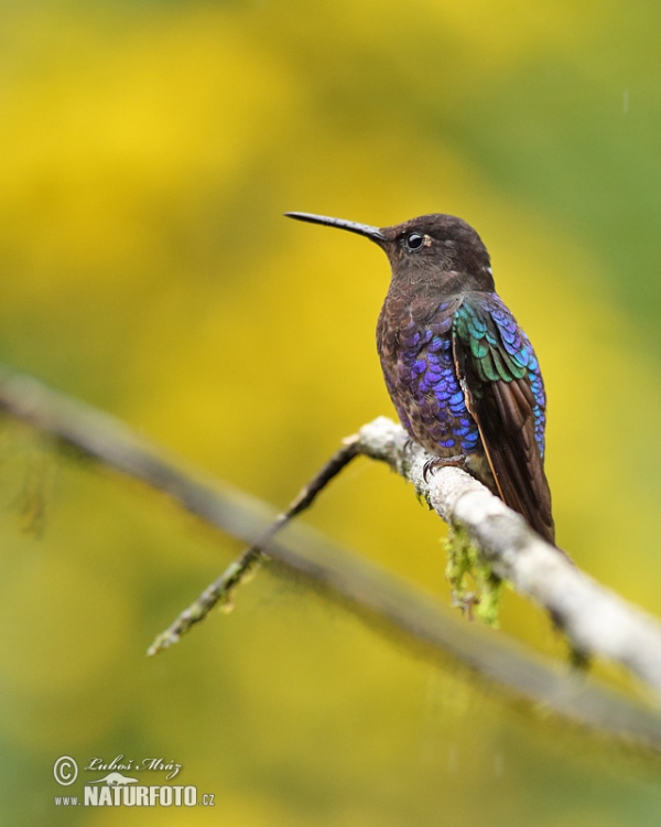 Velvet-purple Coronet (Boissonneaua jardini)