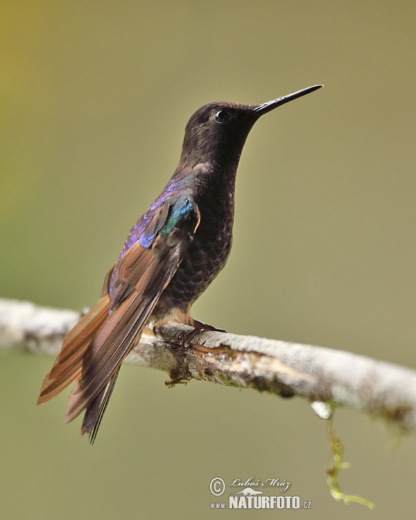 Velvet-purple Coronet (Boissonneaua jardini)