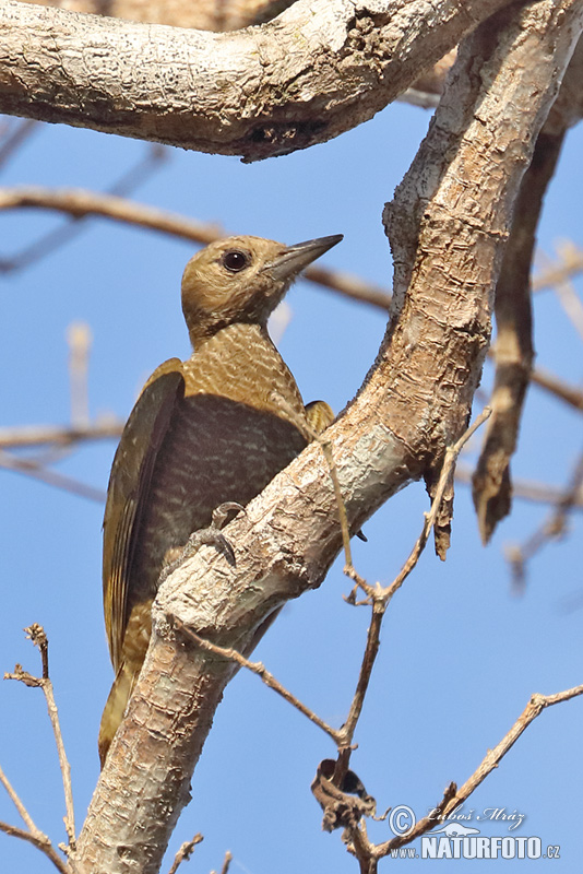 Veniliornis passerinus