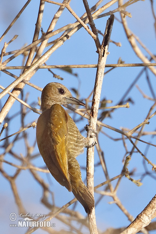 Veniliornis passerinus