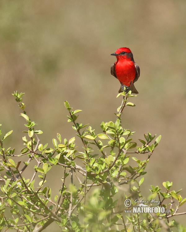 Vermilion Flycatcher (Pyrocephalus rubinus)