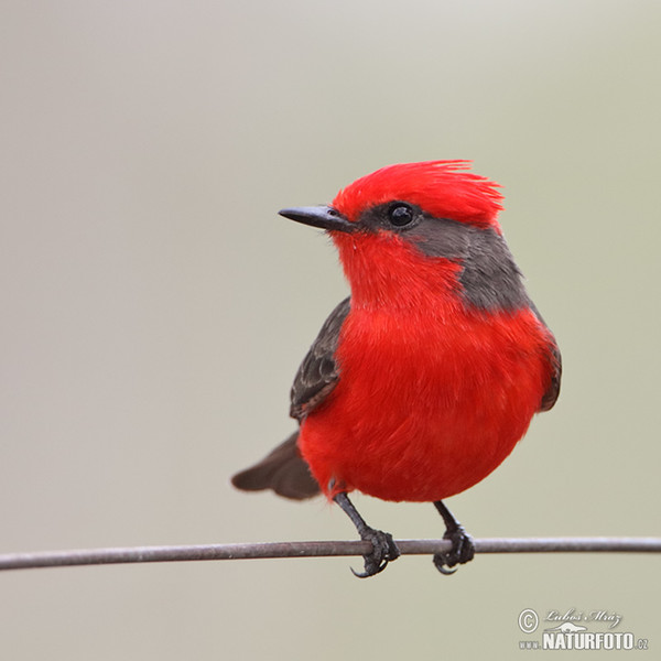 Vermilion Flycatcher (Pyrocephalus rubinus)