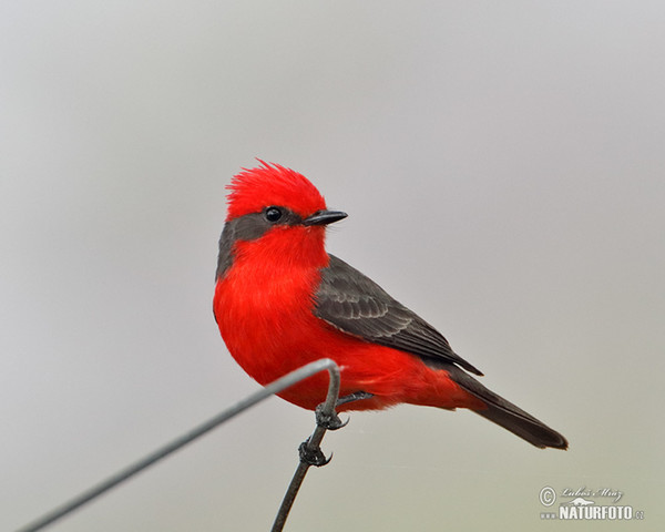 Vermilion Flycatcher (Pyrocephalus rubinus)