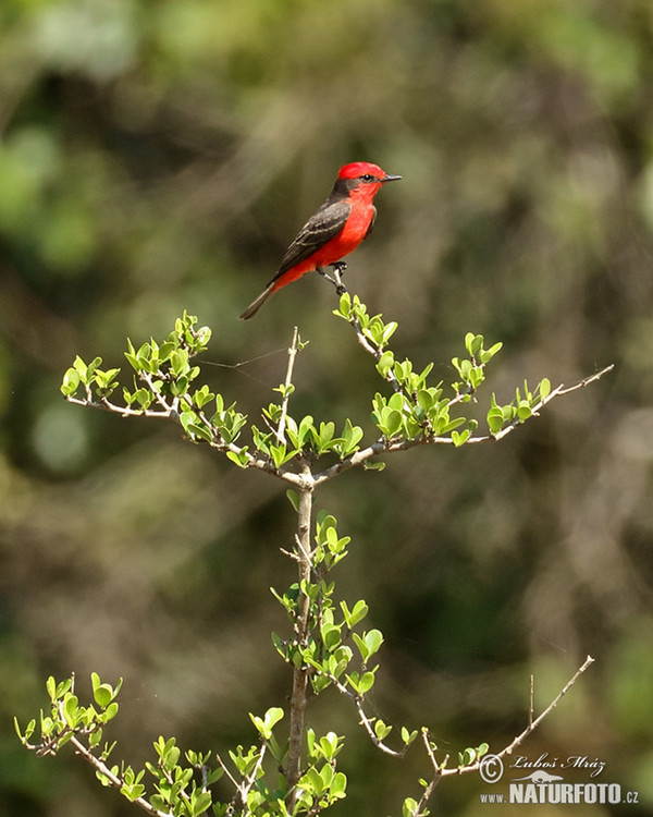 Vermilion Flycatcher (Pyrocephalus rubinus)