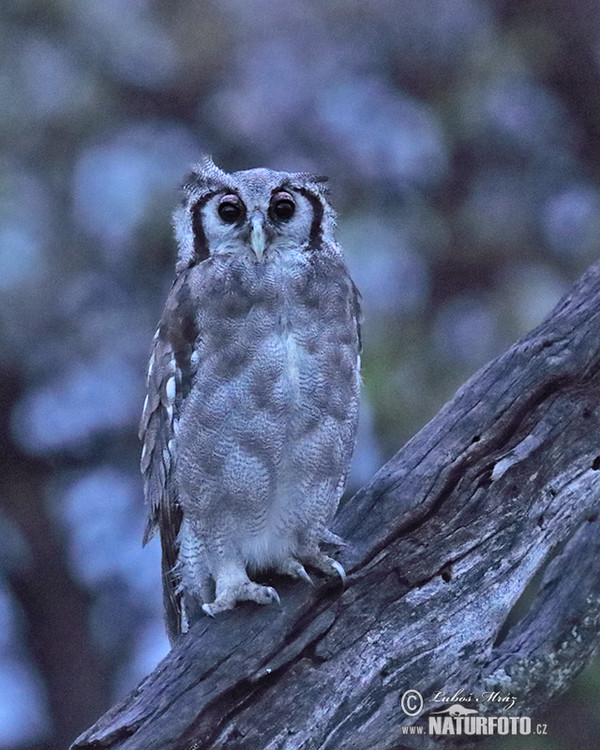 Verreaux's Eagle-Owl (Bubo lacteus)