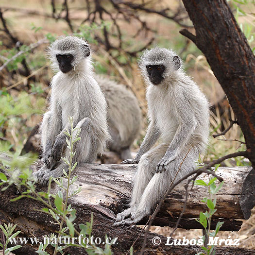 Foto de Macaco Vervetchlorocebus Pygerythrus e mais fotos de stock