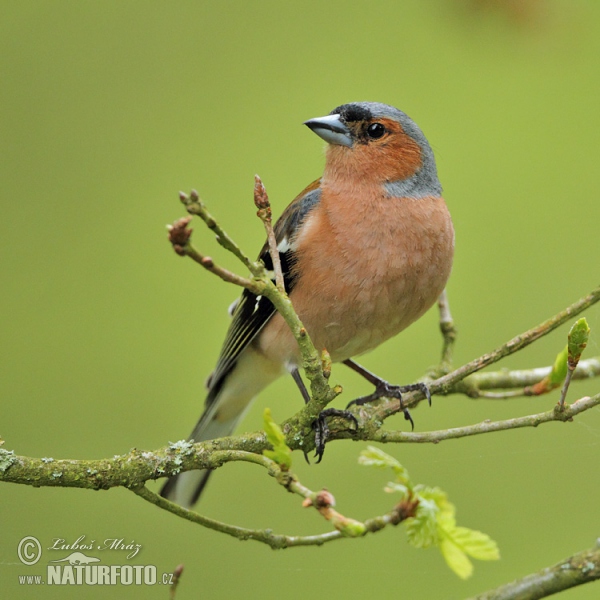 Vink vogel