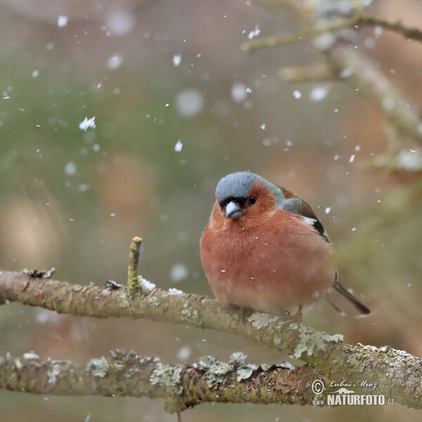 Vink vogel