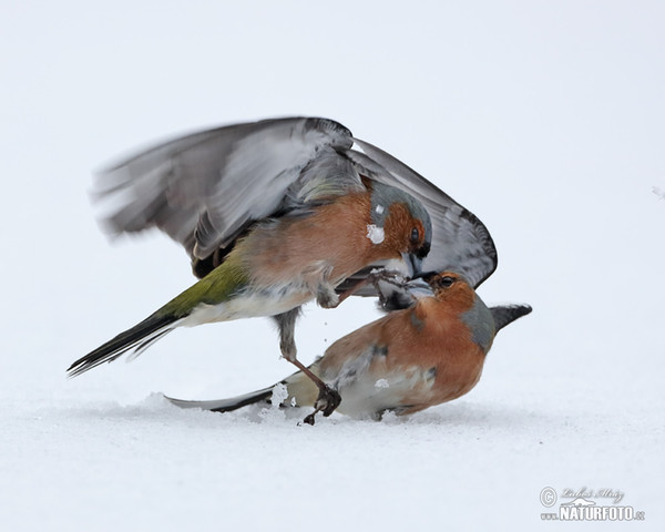 Vink vogel