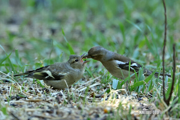 Vink vogel