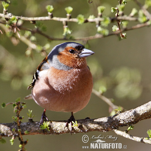 Vink vogel