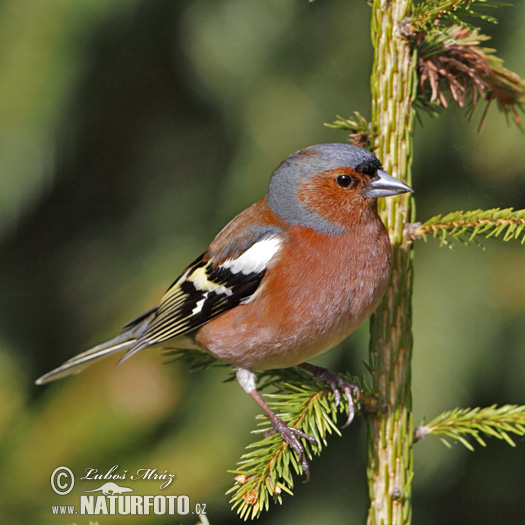 Vink vogel