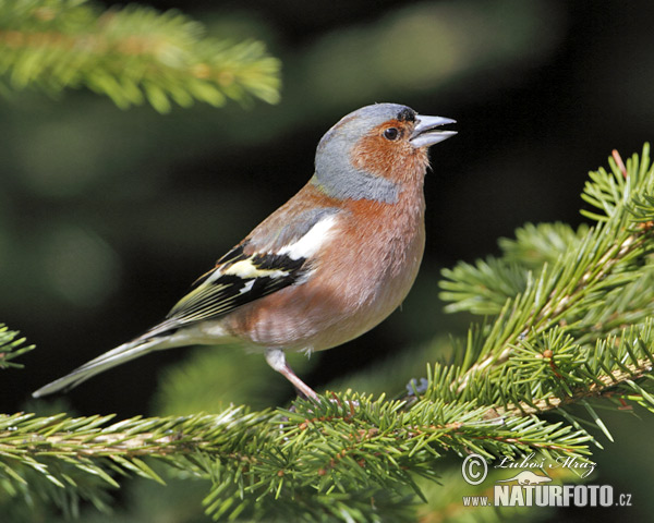 Vink vogel