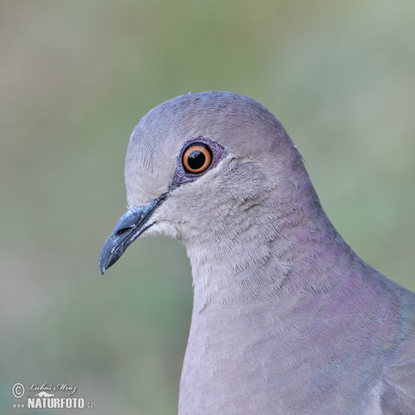 Violaceous Quail-Dove (Geotrygon violacea)