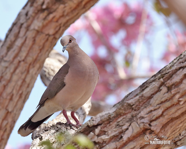 Violaceous Quail-Dove (Geotrygon violacea)