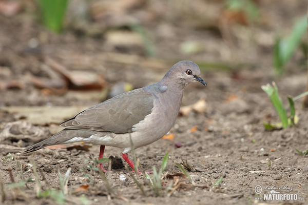 Violaceous Quail-Dove (Geotrygon violacea)