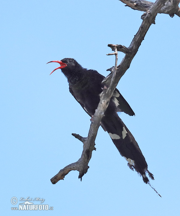 Violet or Grant´s Woodhoopoe (Phoeniculus purpureus)