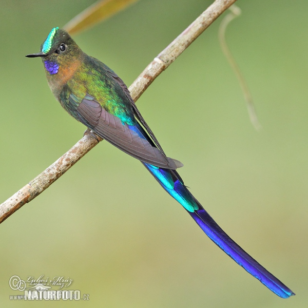 Violet-tailed Sylph (Aglaiocercus coelestis)