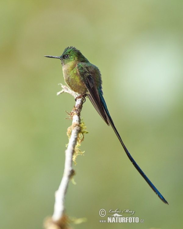 Violet-tailed Sylph (Aglaiocercus coelestis)