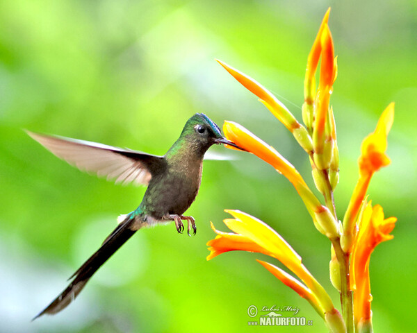 Violet-tailed Sylph (Aglaiocercus coelestis)