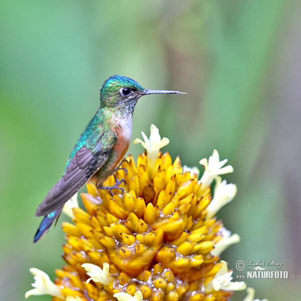 Violet-tailed Sylph (Aglaiocercus coelestis)