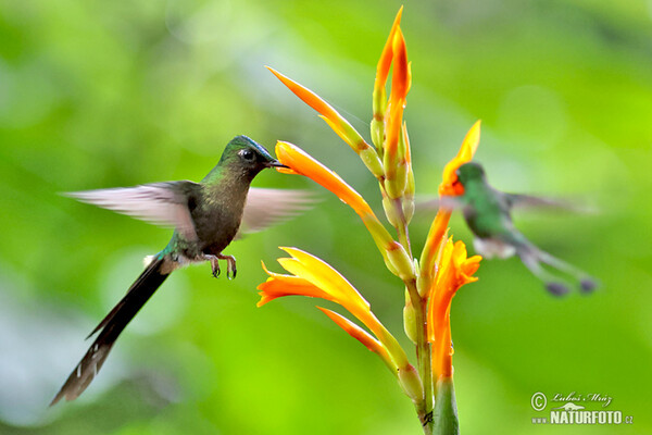 Violet-tailed Sylph (Aglaiocercus coelestis)