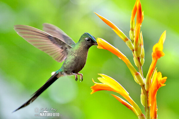 Violet-tailed Sylph (Aglaiocercus coelestis)