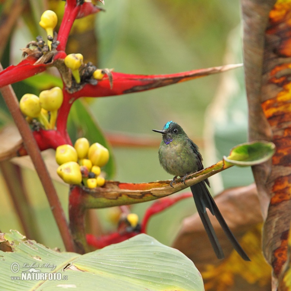 Violet-tailed Sylph (Aglaiocercus coelestis)