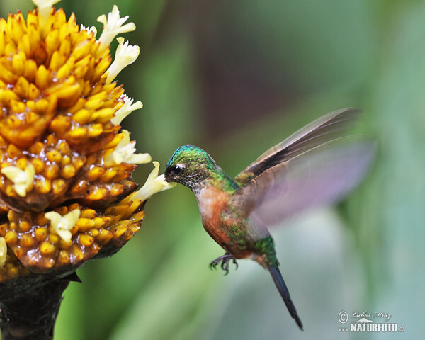 Violet-tailed Sylph (Aglaiocercus coelestis)