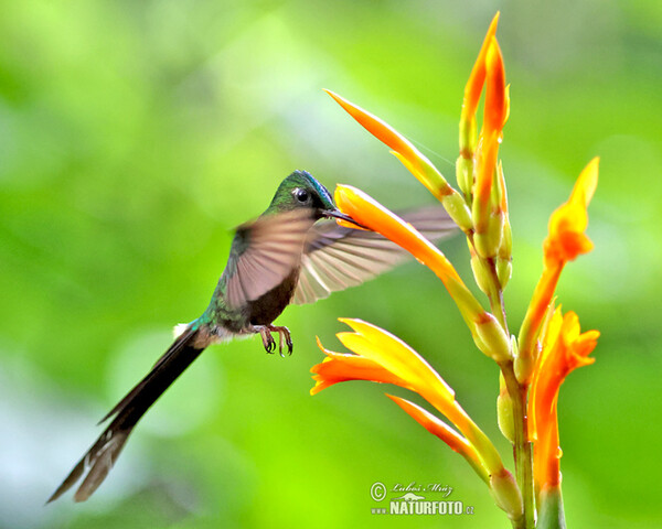 Violet-tailed Sylph (Aglaiocercus coelestis)