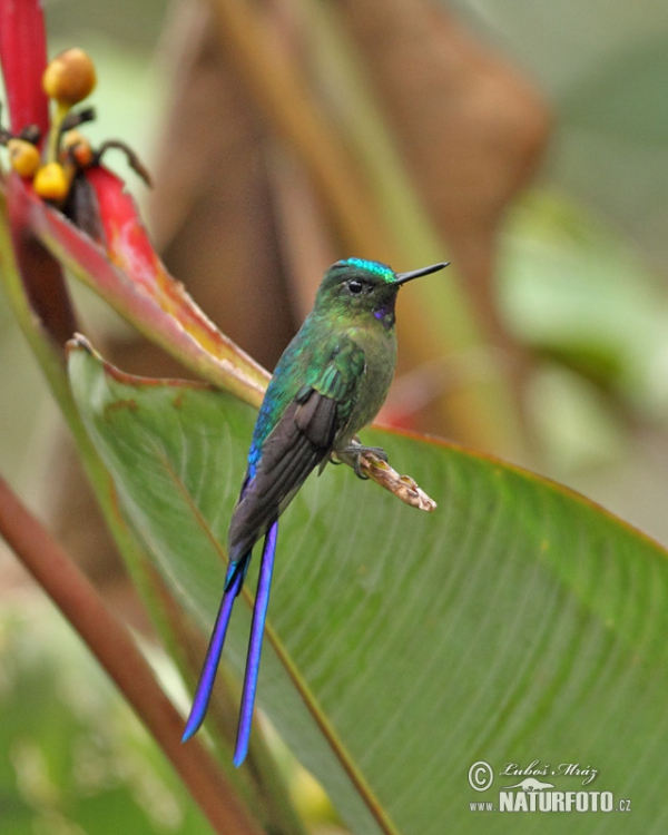 Violet-tailed Sylph (Aglaiocercus coelestis)