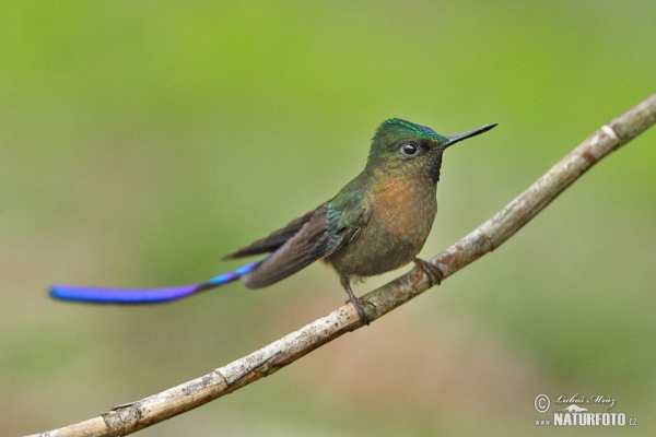 Violet-tailed Sylph (Aglaiocercus coelestis)