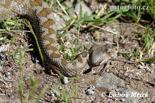 Vipera ammodytes