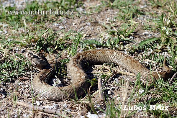 Vipera ammodytes