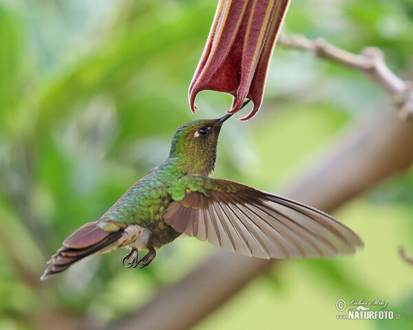 Viridian Metaltail (Metallura williami)