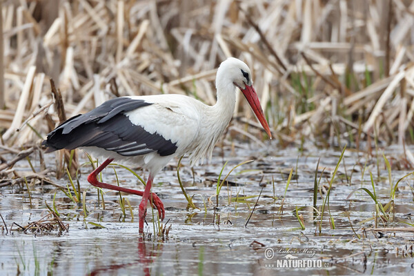 Vit stork