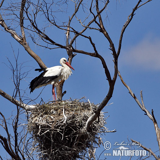 Vit stork