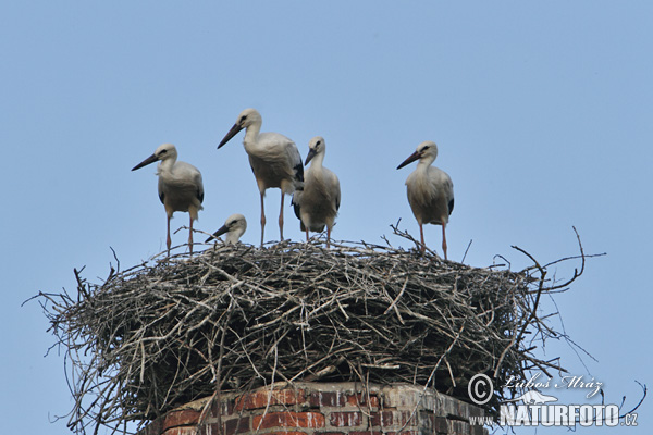Vit stork