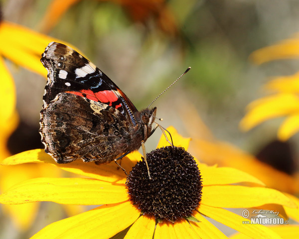 Vulcain papillon