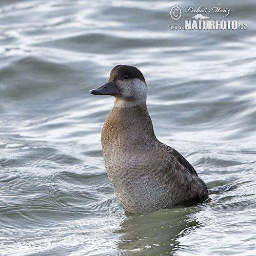 Vịt Scoter thường