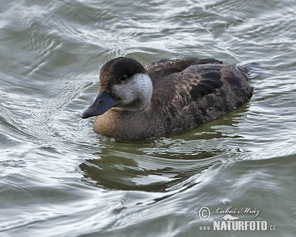 Vịt Scoter thường