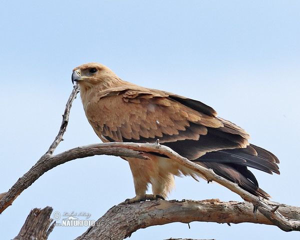 Wahlberg´s Eagle (Hieraaetus wahlbergi)