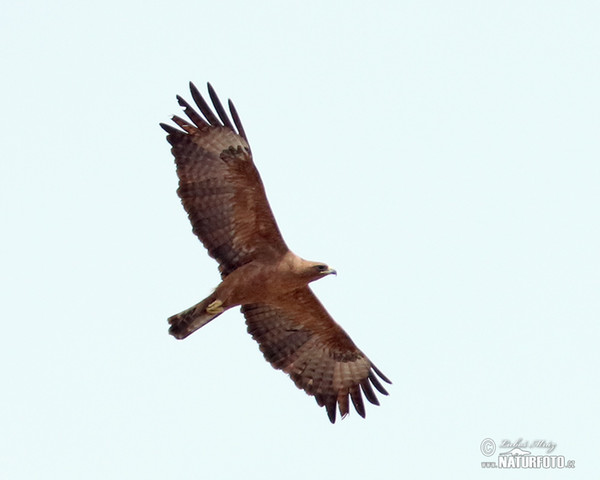 Wahlberg´s Eagle (Hieraaetus wahlbergi)