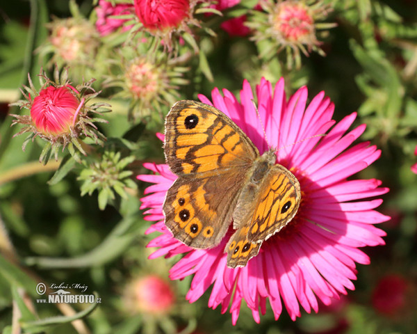 Wall Brown (Lasiommata megera)