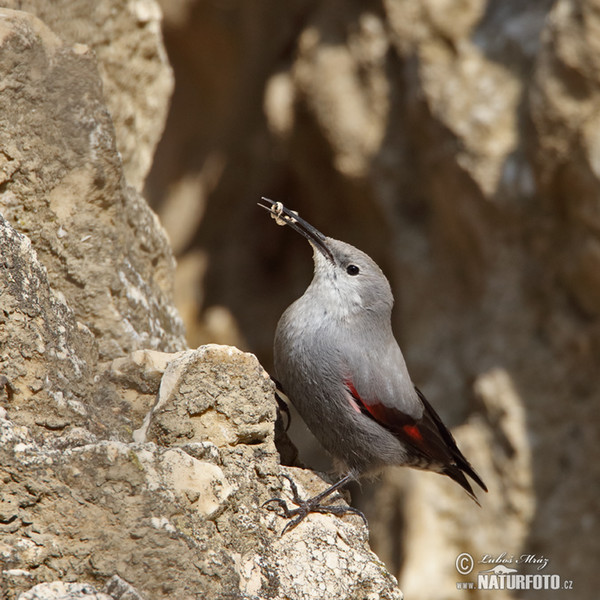 Wallcreeper (Tichodroma muraria)