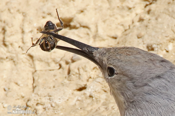 Wallcreeper (Tichodroma muraria)