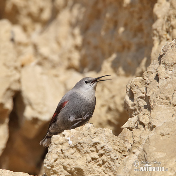 Wallcreeper (Tichodroma muraria)