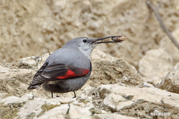 Wallcreeper (Tichodroma muraria)