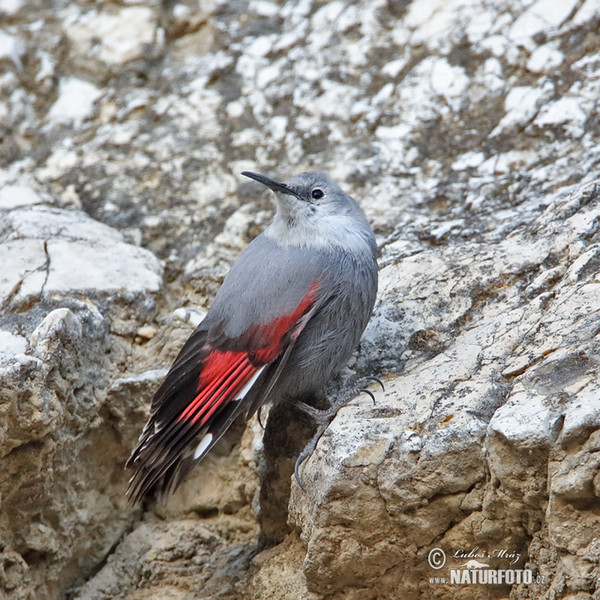 Wallcreeper (Tichodroma muraria)